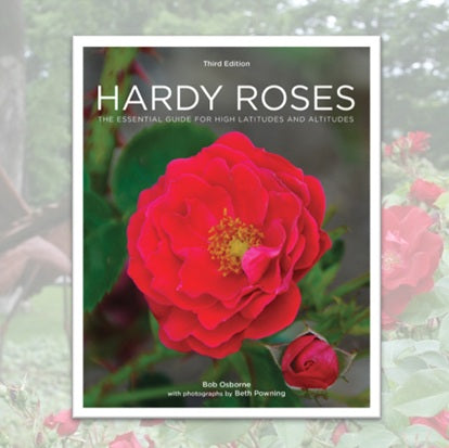 Hardy Roses