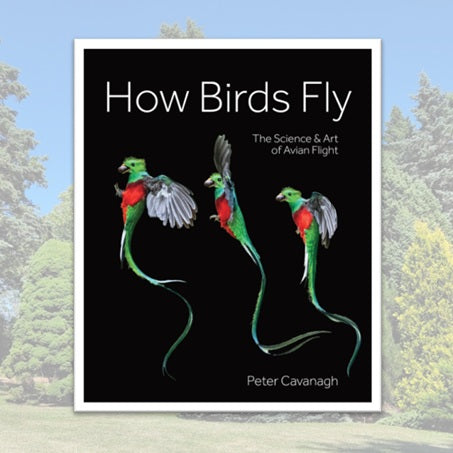 How Birds Fly