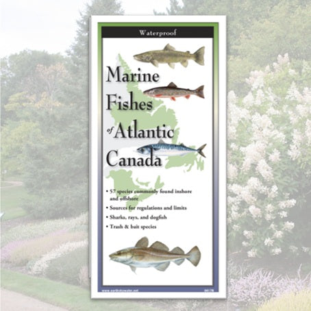Folding Guide - Marine Fishes of Atlantic Canada