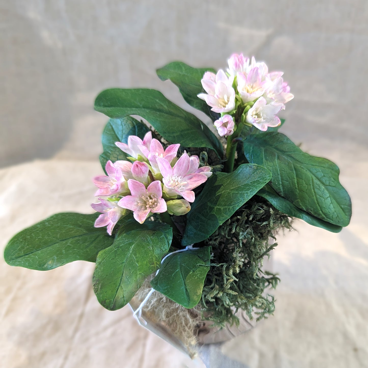 Chaba's Clay Flowers - Mayflowers