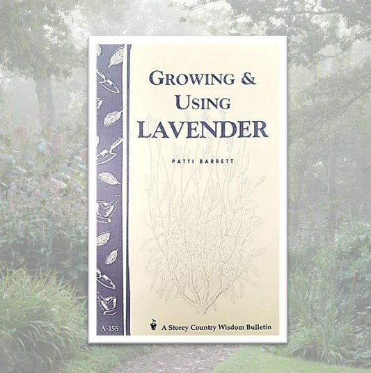 Growing and Using Lavender