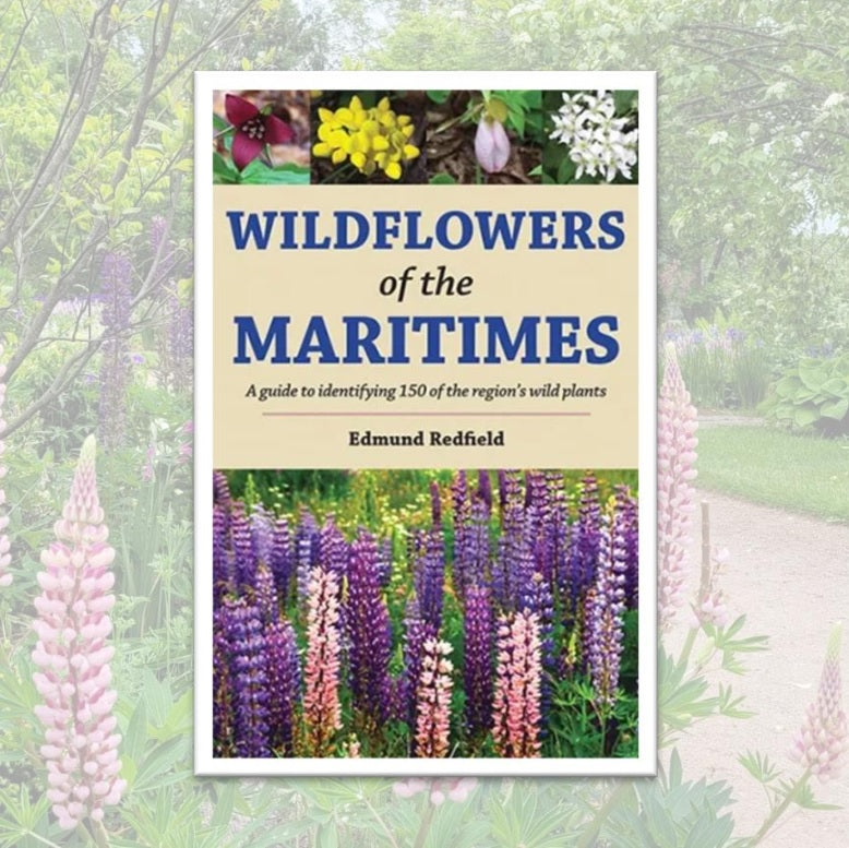 Wildflowers of the Maritimes