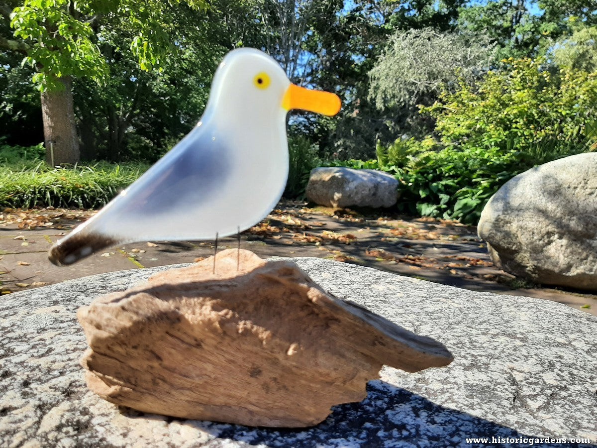 Fused Glass - Sea Gull