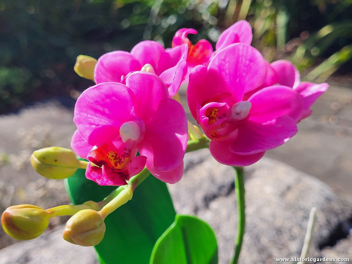 Chaba's Clay Flowers