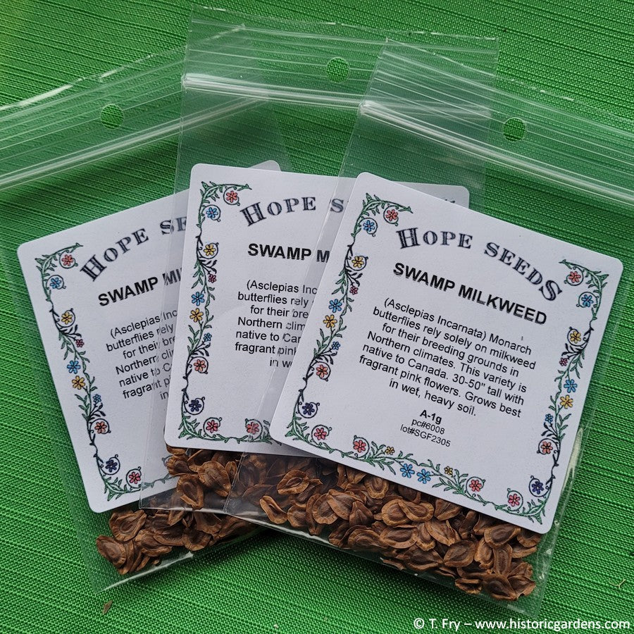 Swamp Milkweed Seed