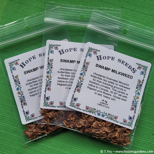 Swamp Milkweed Seed