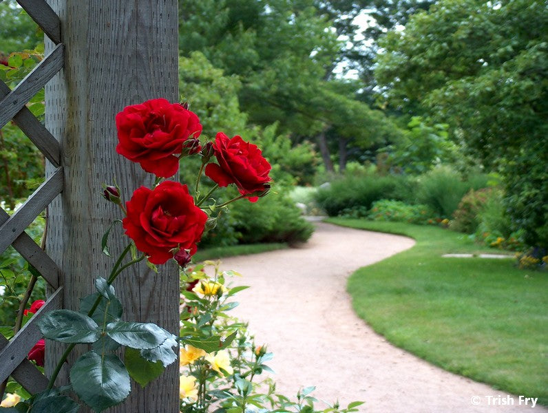 Photo Cards - Gardens Scenes & Floral