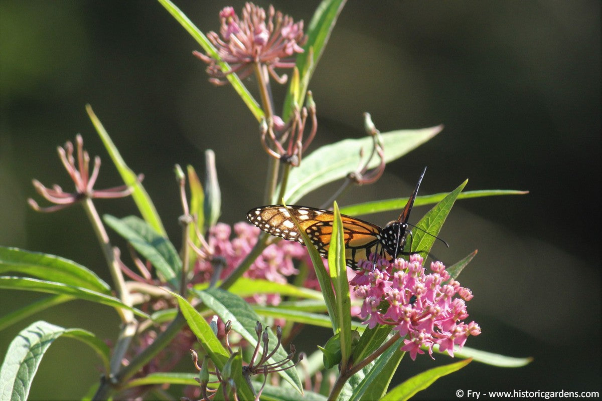 Swamp Milkweed Seed