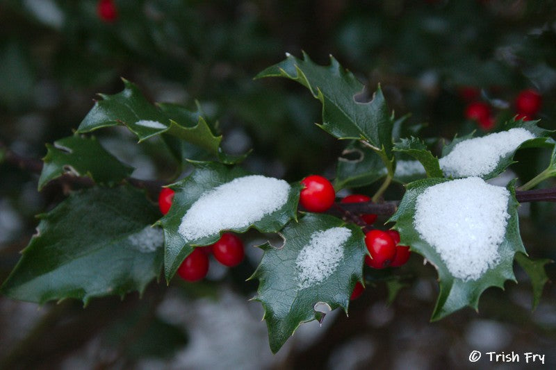 Photo Cards - Gardens Winter & Holiday