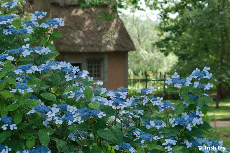 Photo Cards - Gardens Scenes & Floral