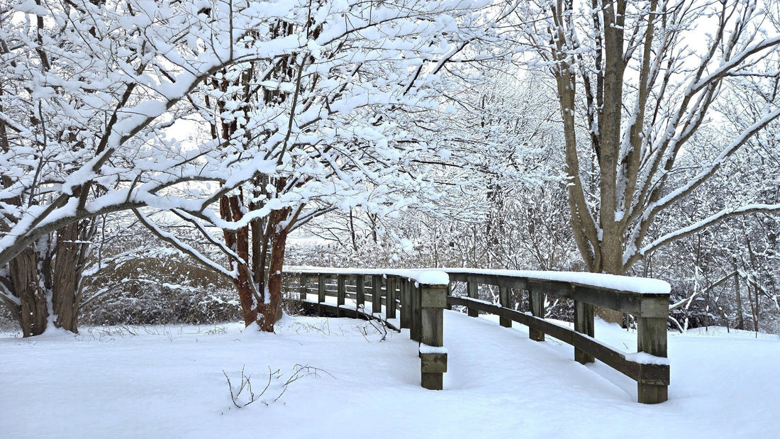 Bloom Report - January 26, 2025