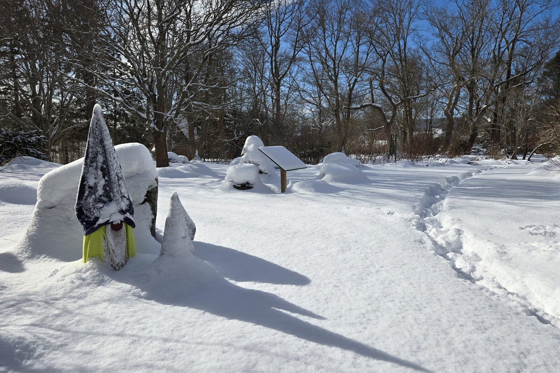 Bloom Report - February 12, 2025