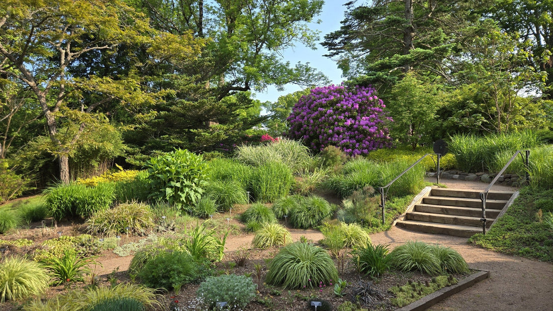 Bloom Report - June 15, 2025