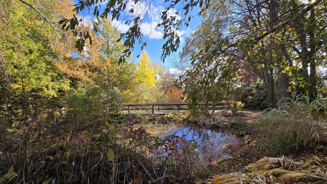 Bloom Report - November 7, 2025