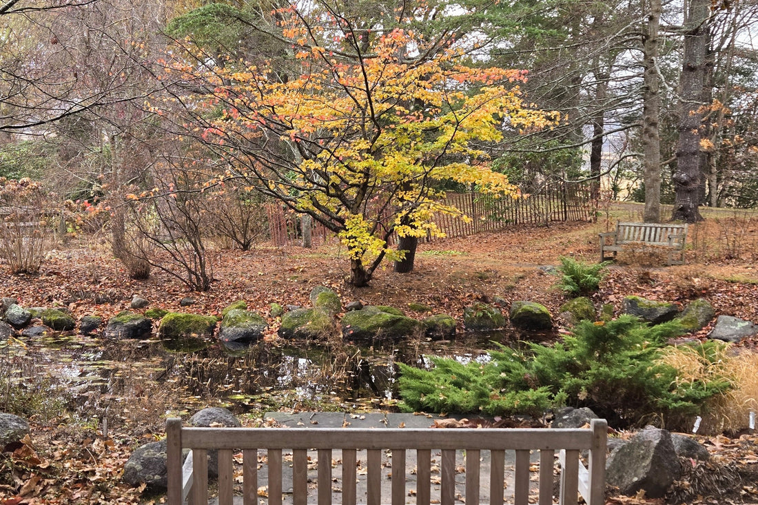 Bloom Report - November 28, 2025