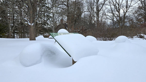 Bloom Report - March 8, 2026