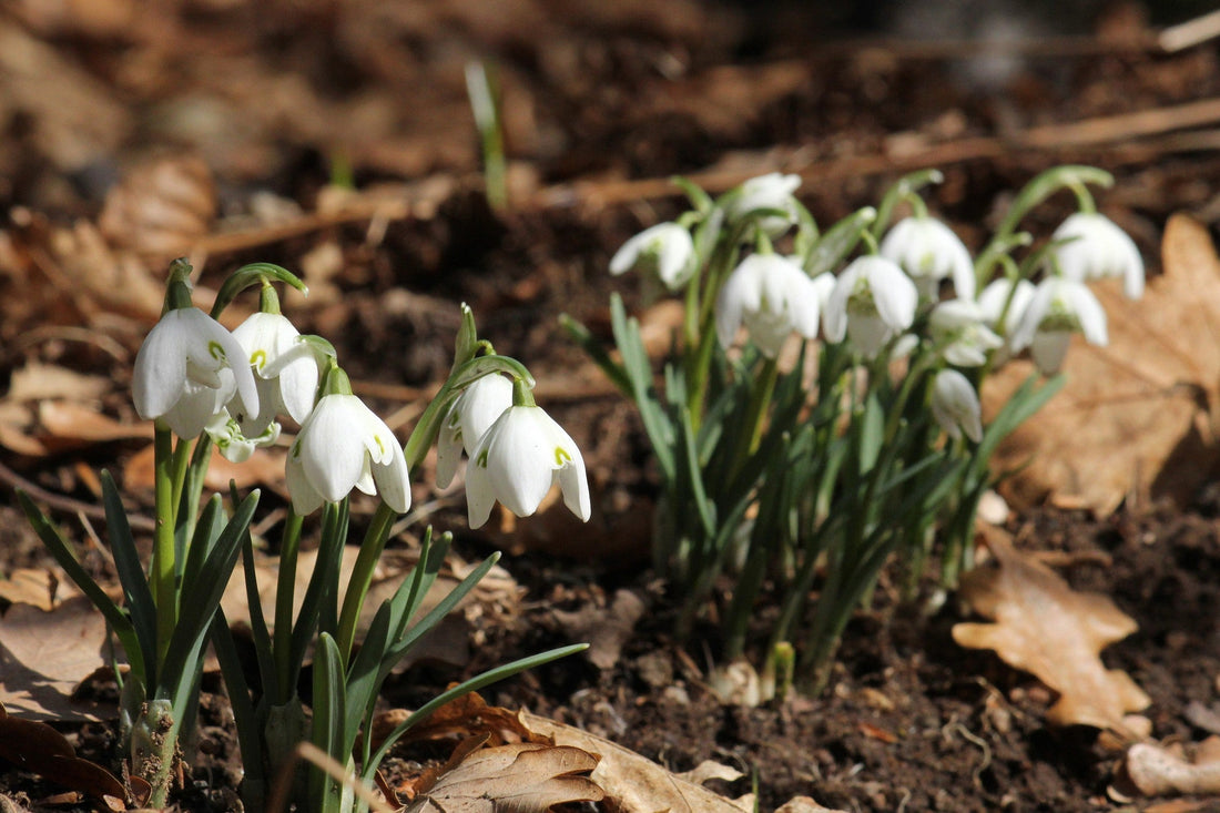 Bloom Report - March 14, 2025