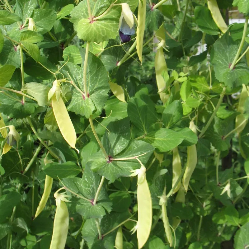 Hope Seeds - Vegetables