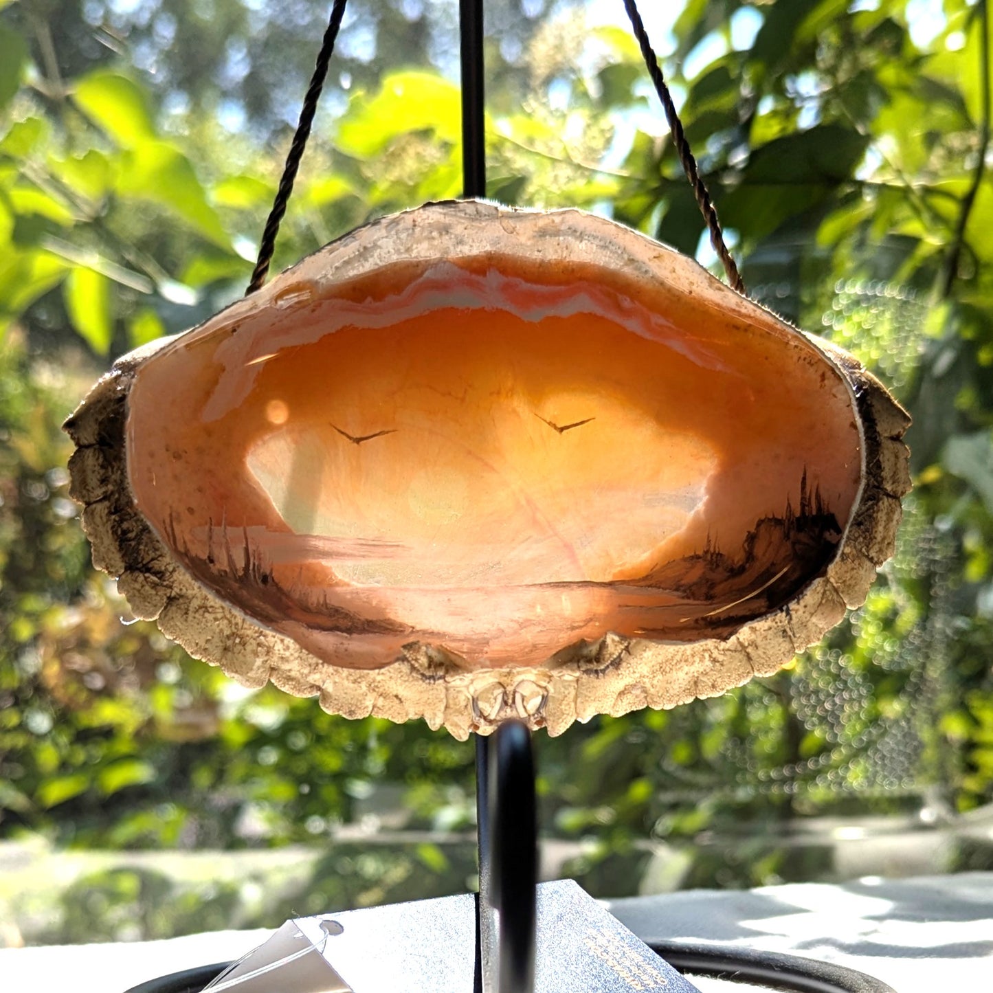 Seashell Suncatchers