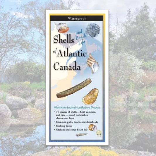 Folding Guide - Shells of Canada's Atlantic Coast