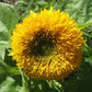 Hope Seeds - Flowers