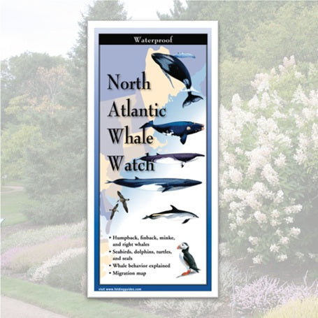 Folding Guide - North Atlantic Whale Watch