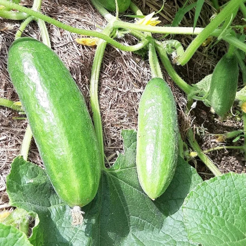 Hope Seeds - Vegetables