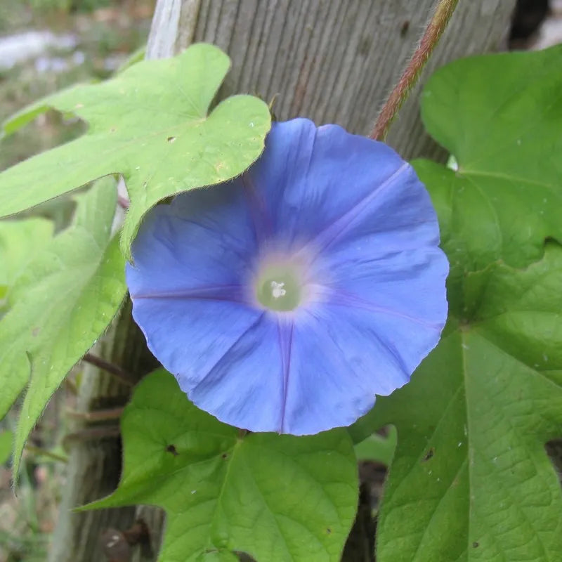 Hope Seeds - Flowers