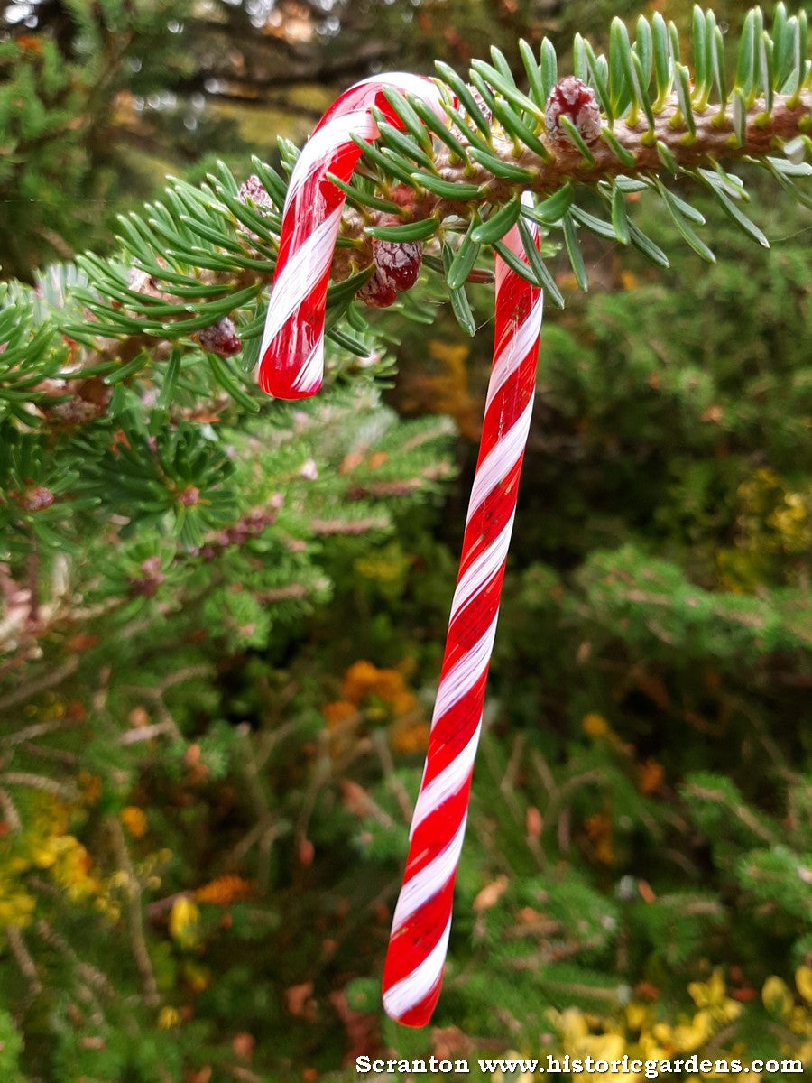 Kitras Art Glass - Glass Candy Cane