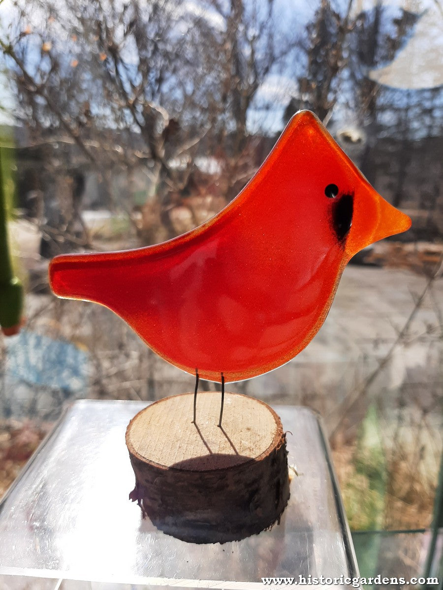 Fused Glass - Cardinal