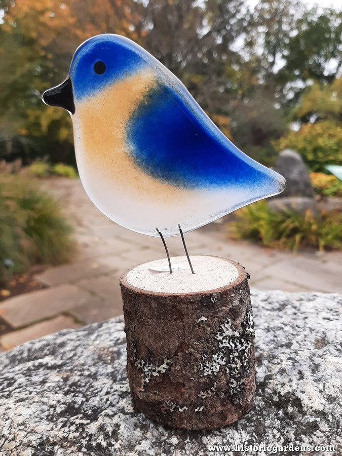 Fused Glass - Eastern Bluebird