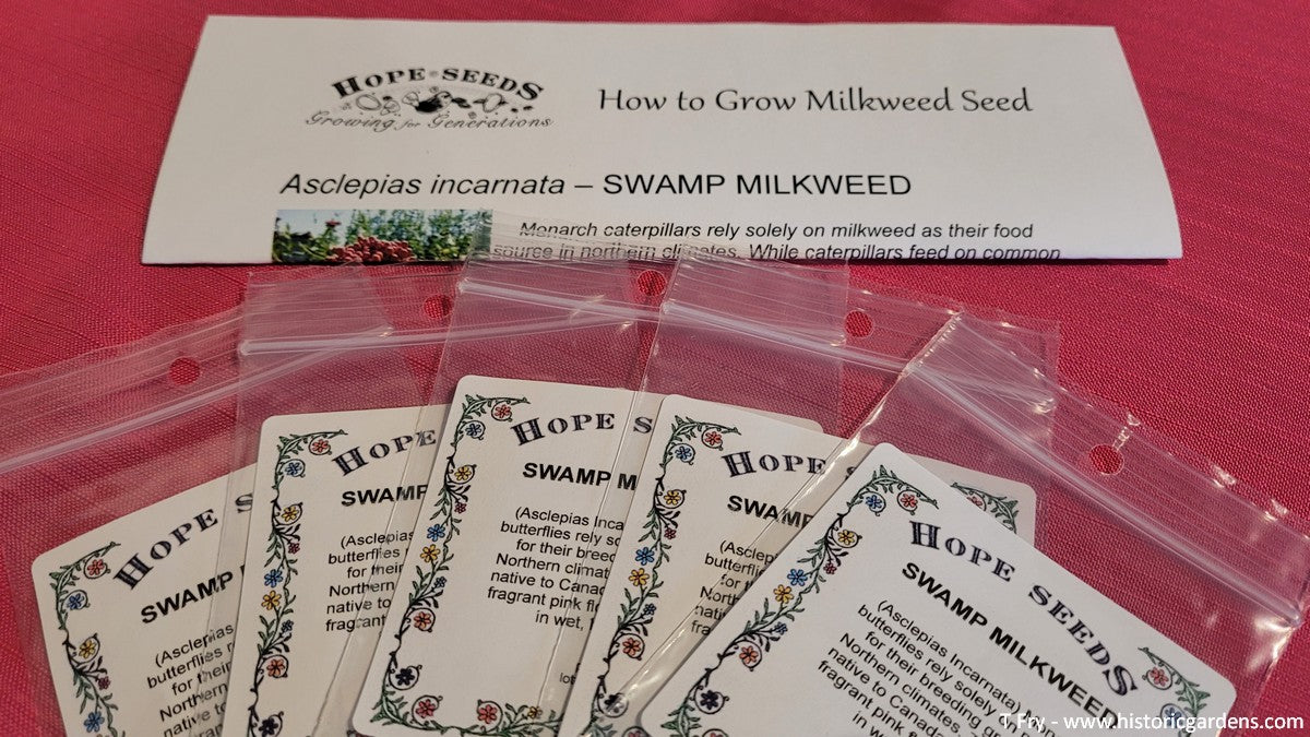 Swamp Milkweed Seed